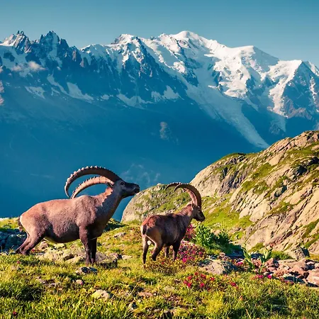 Grand Roc - Ancolies 104 - Happy Apartman *